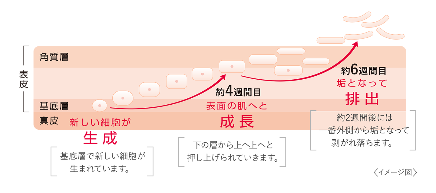 ターンオーバー 