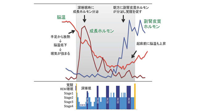 成長ホルモン